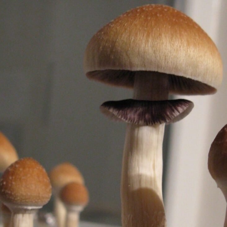 Deciding the best dose for psilocybin treatment - bluemasi